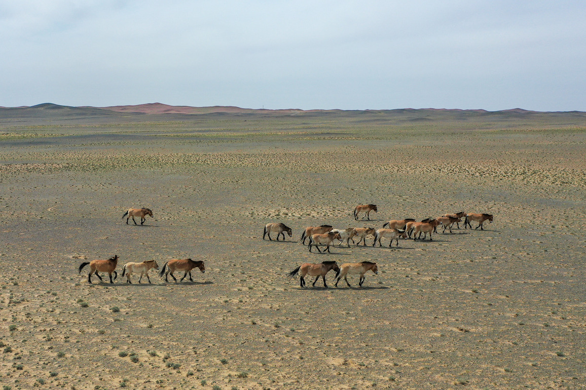 (EcoChina) CHINA-XINJIANG-PRZEWALSKI'S HORSE-REWILDING (CN)