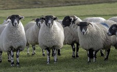 The challenges of sheep farming in the Scottish Highlands