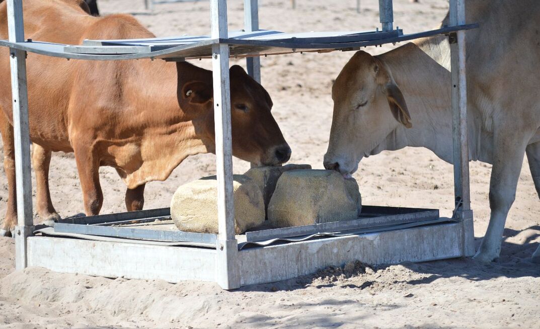 One of the key ways of reducing the risk of urea toxicity when feeding supplements is to keep them covered.