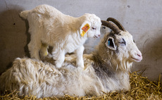 Cashmere goats are valuable addition to Scottish farm