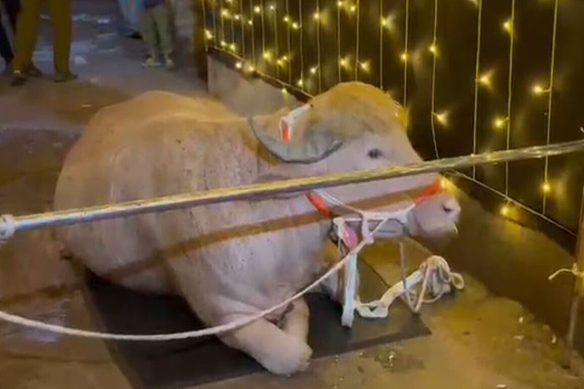 'Trump lookalike' buffalo draws crowds in Bangladesh ahead of Eid al-Adha
