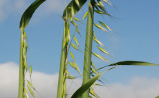 Success for regen oats