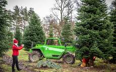 Real trees back in fashion