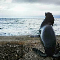 South African seal rescued from fishing hooks (PHOTOS)