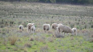 Episode 3 said the sharp rise in livestock prices exacerbates the difficulty for processors trying to maintain throughput at profitable levels.