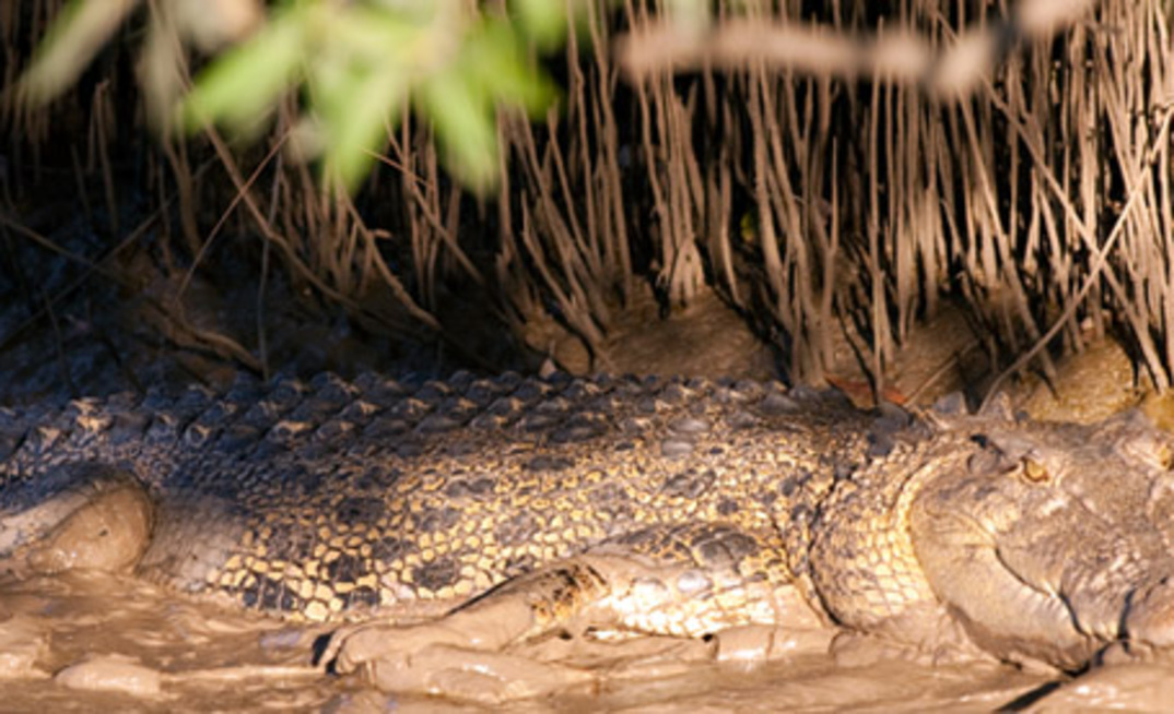 NT Gov warns people to be croc wise.