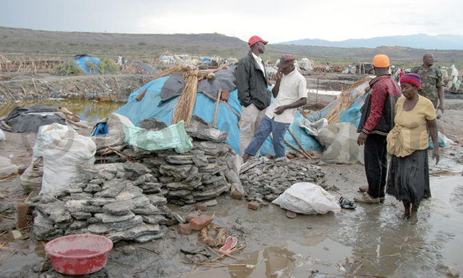 Snakes invade Lake Katwe salt mining community Snakes invade Lake Katwe salt mining community