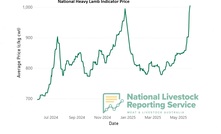 The National Heavy Lamb Indicator price broke new ground this week.
