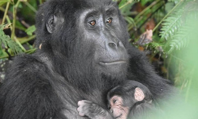 Gorillas beating deadline to produce Gorillas beating deadline to produce