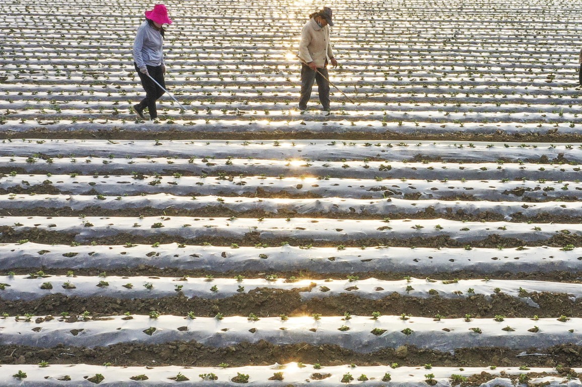 #CHINA-EARLY SUMMER-FARM WORK (CN)