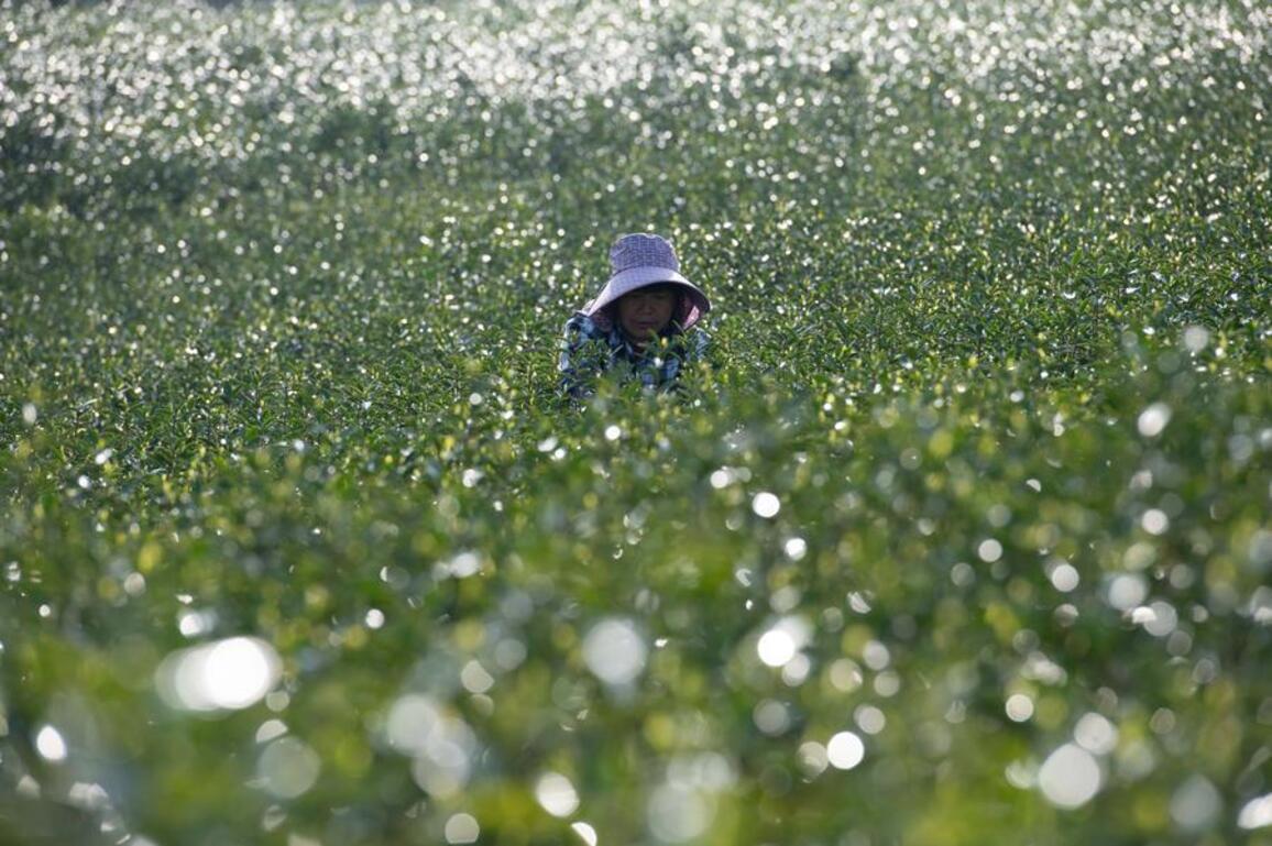 AmazingAnhui | Tea industry and poetic landscapes boost tourism in Xuancheng's Jingting Mountain