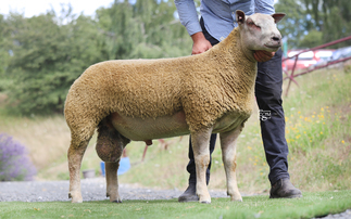 Improved demand for Charollais at Worcester
