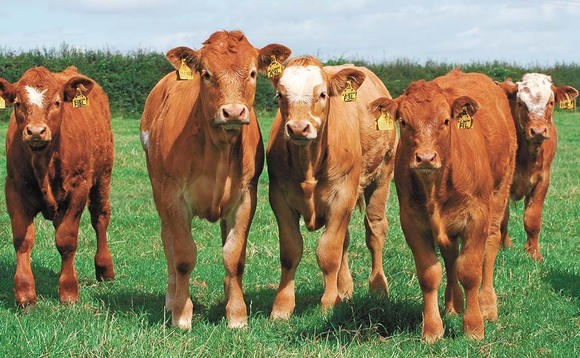 Getting BVD under control - A look at different nation approaches