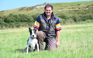 Man's best friend: Sheepdogs prove key to Pembrokeshire sheep system  