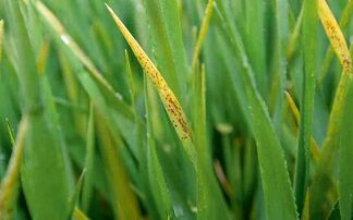Lack of rain prompts barley stress disease warning