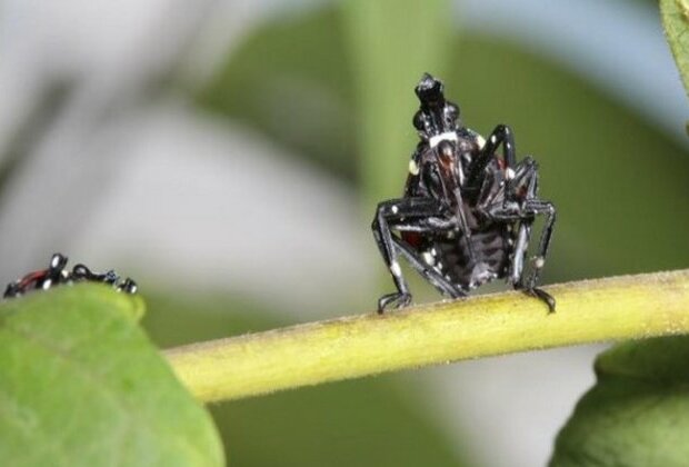 Invasive spotted lanternfly may not harm hardwood trees: Study