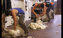 Shorn wool production is forecast to be 328mkg greasy or 2023/24.