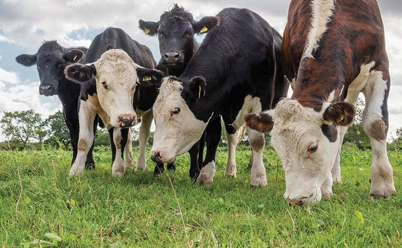 Cattle electrocuted by falling power cable