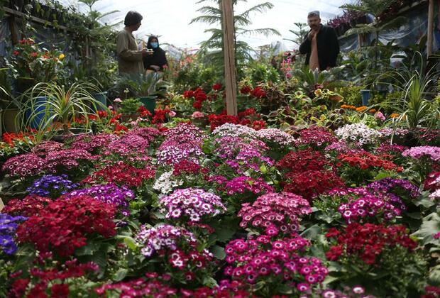 Asia Album: A glimpse into colorful flower shop in Afghanistan