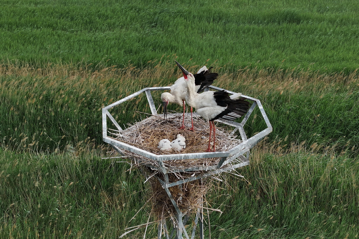 CHINA-HEBEI-TANGSHAN-ORIENTAL WHITE STORKS (CN)