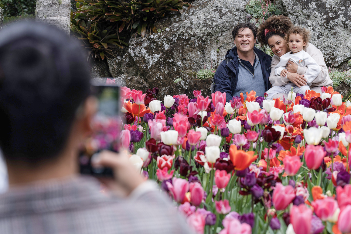 NEW ZEALAND-SPRING-BLOSSOMS