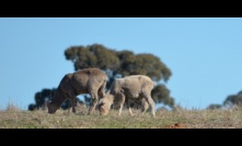  Sheep and wool exports should benefit under a new trade agreement with India. Picture Mark Saunders.