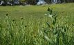 Stop parthenium weed spread into NSW