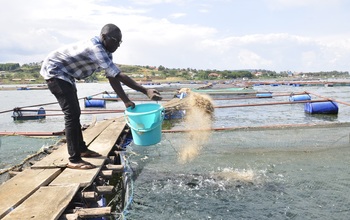 Abalunzi b'eby'ennyanja balaajana lwa bubbi