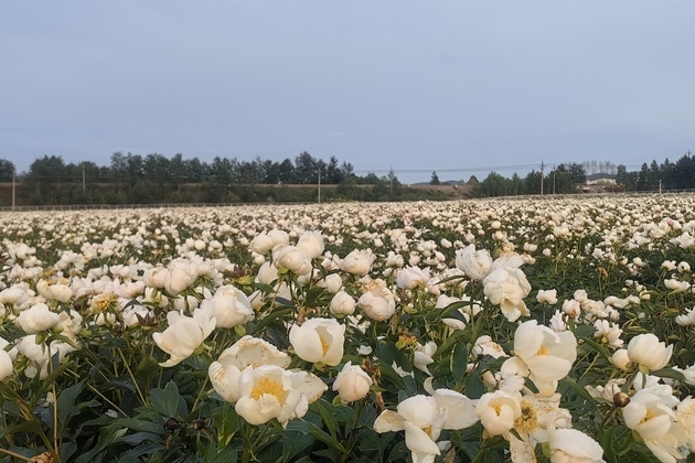 In China's far north, cold is being repriced