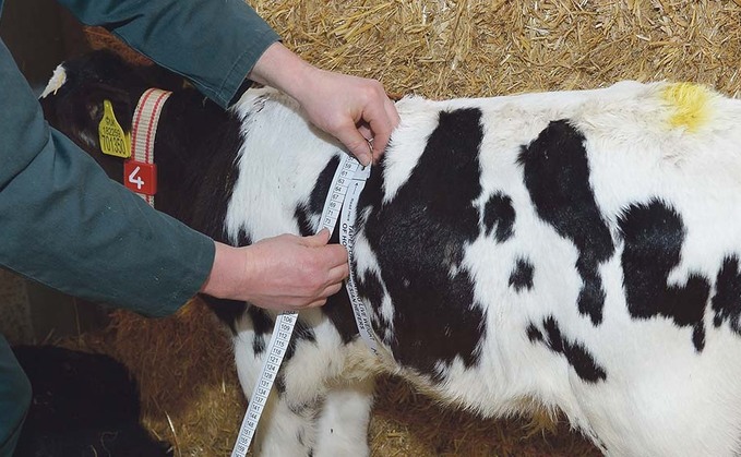 Vet led calf club helps farmers improve calf health