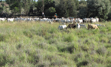 Parts of Wilkie Creek have been rehabilitated to allow for grazing.