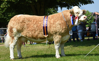 Simmental takes supreme title at Royal Norfolk Show