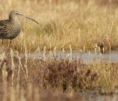 'Stark warning': Why UK nature is in worse state than ever