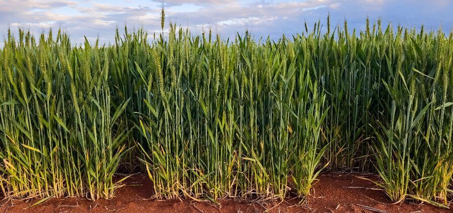 GIWA estimated WA's crop production at 22.66mt, but added the current potential was at least equal to 2025.