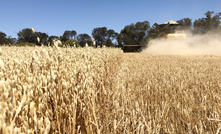   Nufarm's Sentry herbicide is registered for use in imi tolerant oats. 