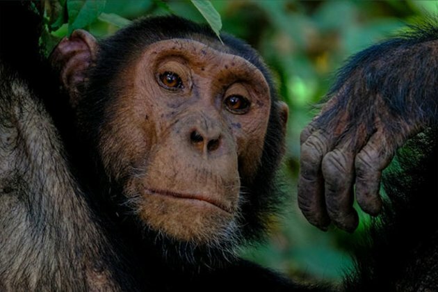 Fishing chimps found to enjoy termites as a seasonal delicacy