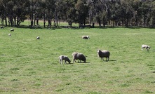 Scientists have been working on a huge sheep genetics database.