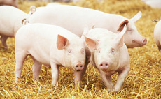Vietnam opens its doors to UK pork exports for the first time 