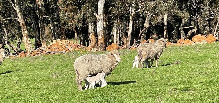 Lamb survival rates can improve by up to 4.5 per cent with optimal mob sizes at lambing according to a project co-funded by Meat & Livestock Australia (MLA) and the Lambs Alive program. 
