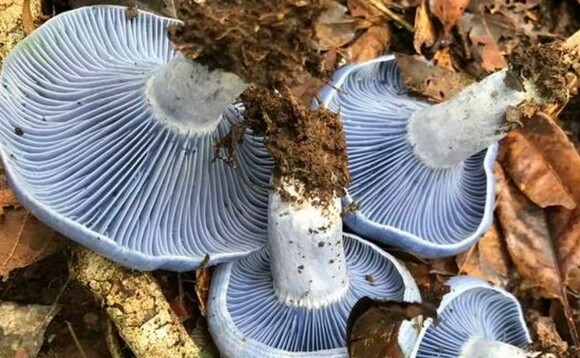 The blue milk cap mushroom is a rich source of protein. laerke_lyhne , CC BY-SA