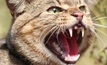  Feral cats have been identified as a major pest in Australia. Image courtesy PestSmart.