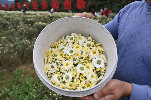 CHINA-CHONGQING-CHRYSANTHEMUM INDUSTRY (CN)