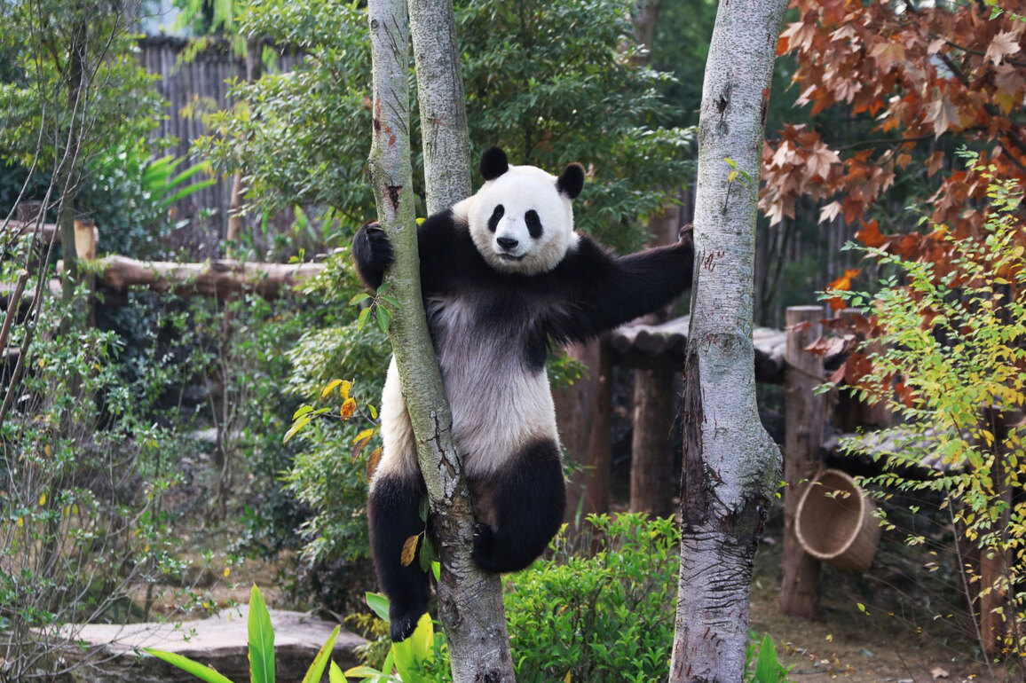 Last two Pandas in Japan to return to China amid strained bilateral ties
