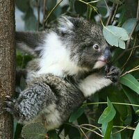 Koalas are running out of time. Will a $140 million national park save them?