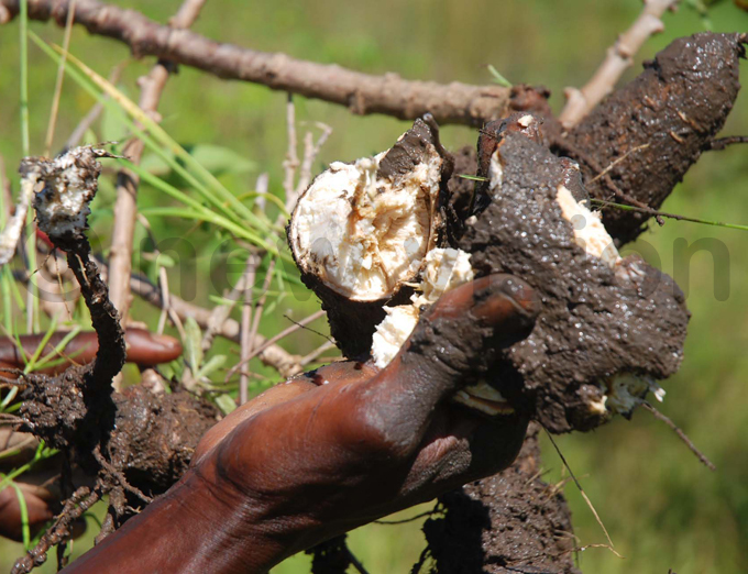   farmer showing rotting cassava tubers destroyed by the floods in eso region