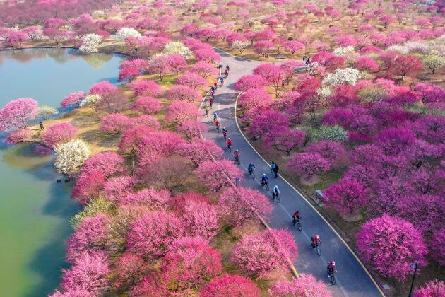 Peace and plenty blossom in east China's revolutionary heartland