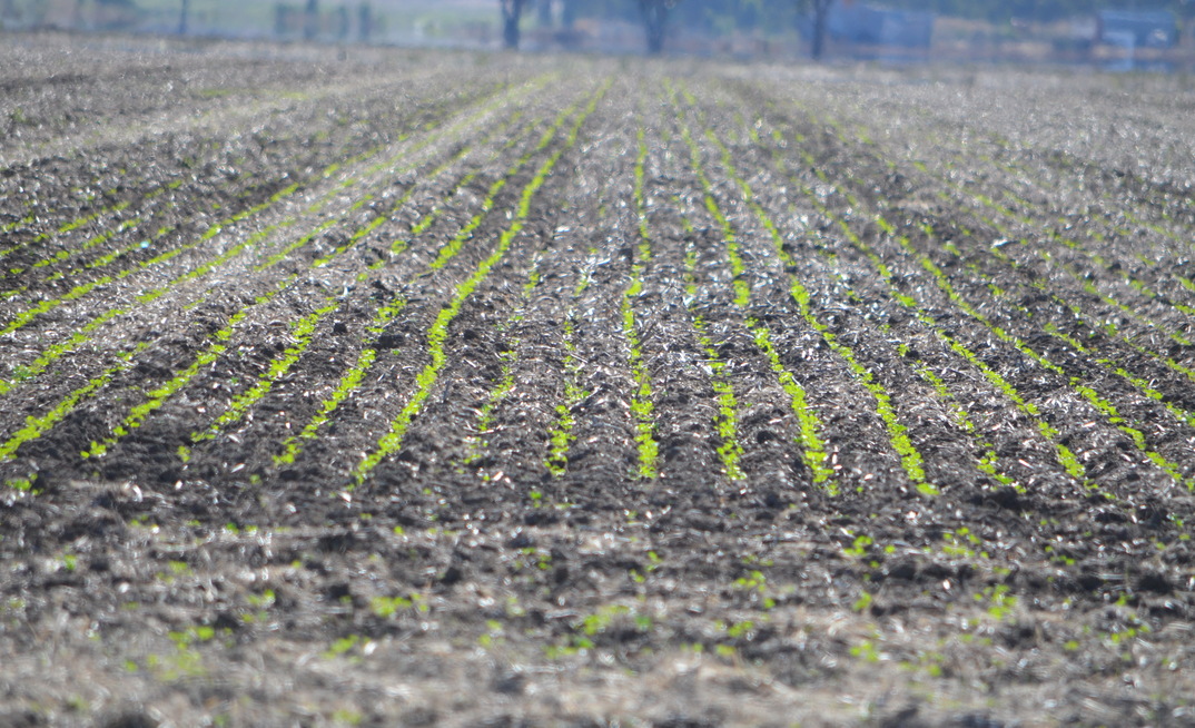 Bendigo Bank reports the Australian grain market is at a crossroads, with recent rain expected to determine the direction.