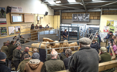 Strong trade for suckled calves at Cutcombe