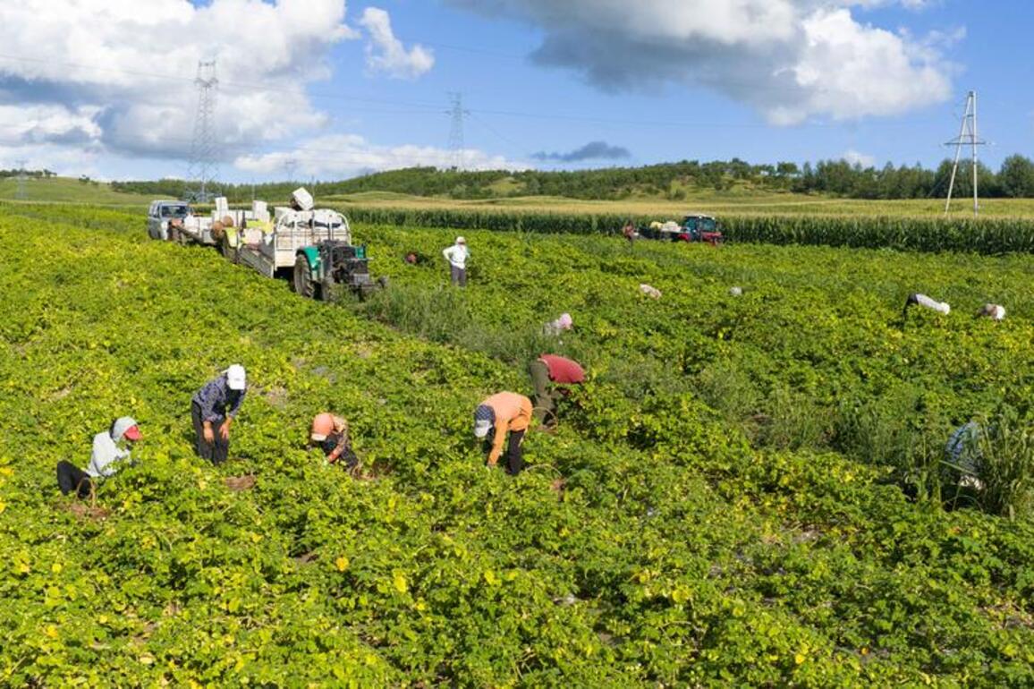 Economy&Life | Morin Dawa Daur Autonomous Banner in N China's Inner Mongolia sees bountiful harvest of golden berries