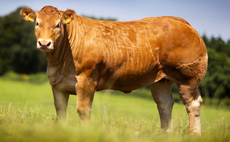 Sales round up: Angelofthenorth leads Forefront sale, sheep dogs to £10,900 and NI Beef Shorthorn record